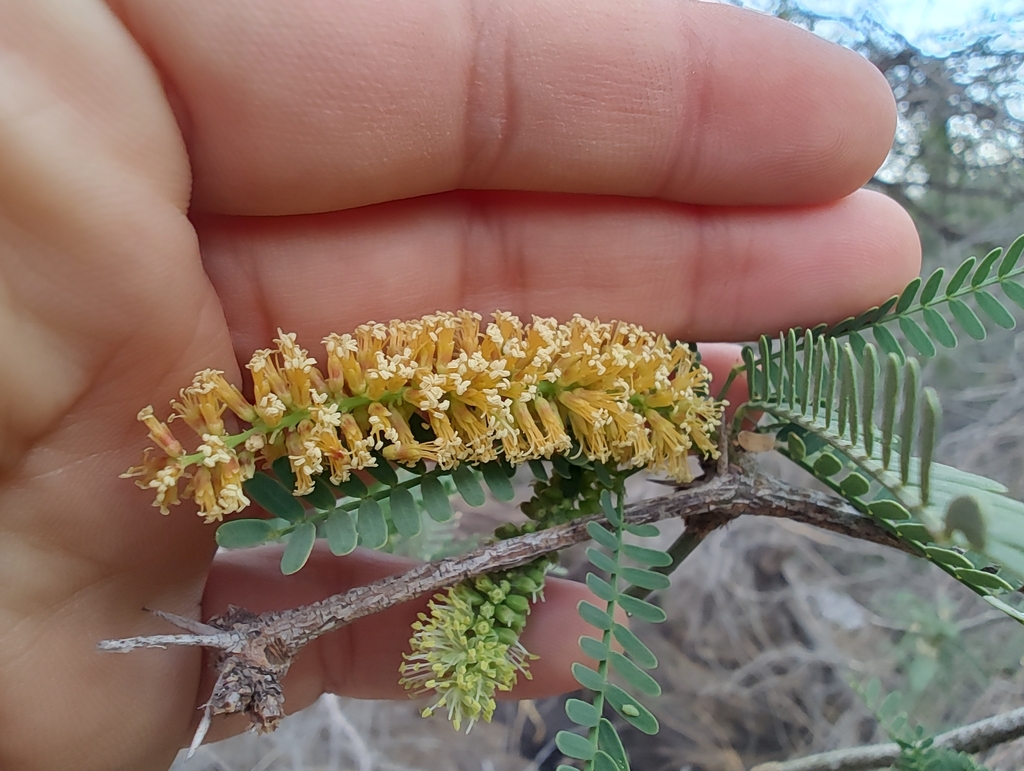 Prosopis articulata S.Watson 2