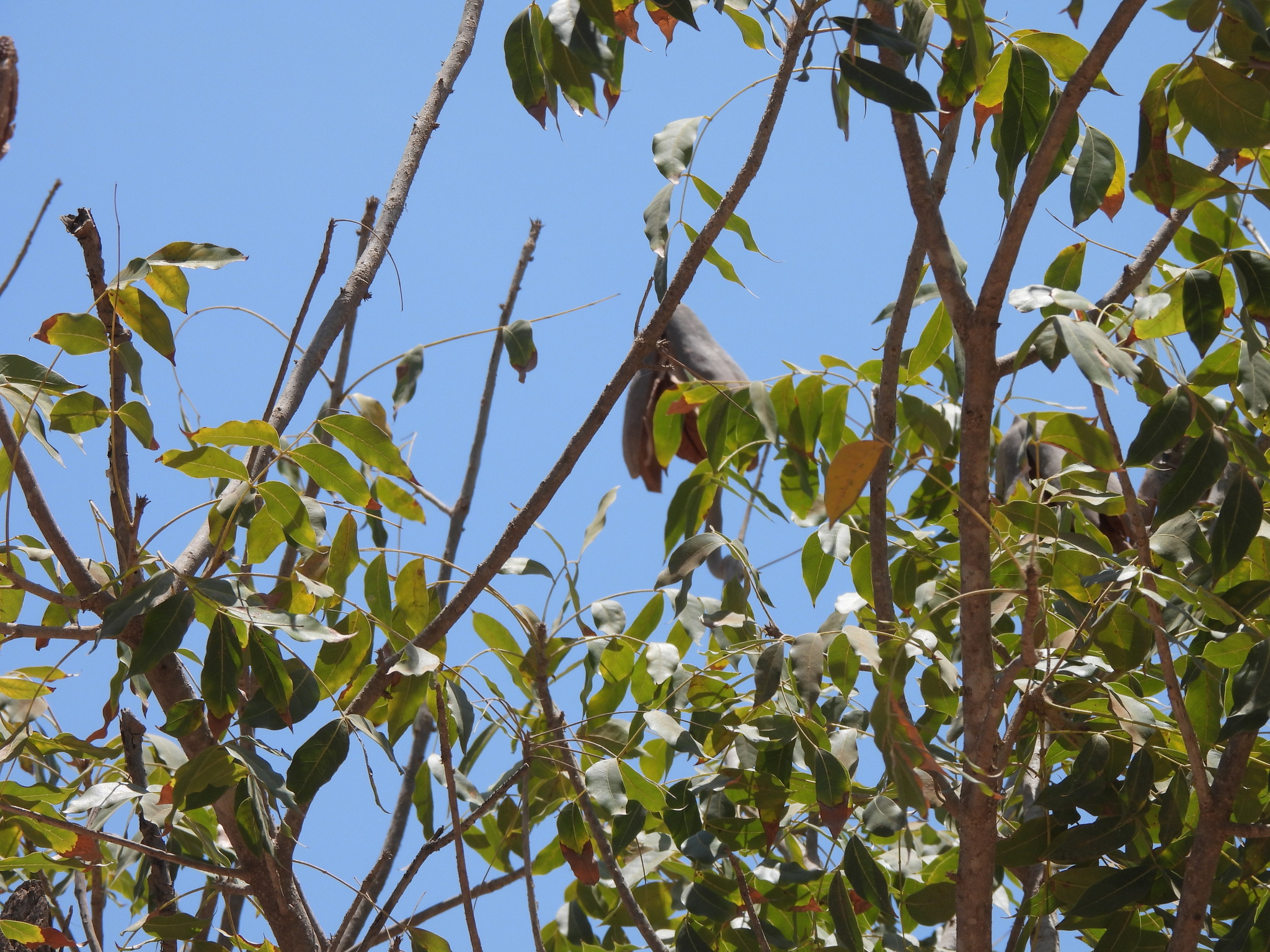 Imagem de Swietenia humilis