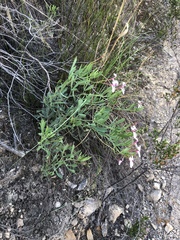 Pelargonium laevigatum laevigatum