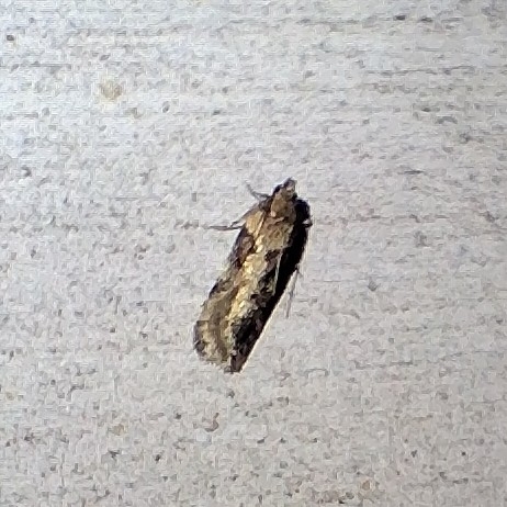 Boxelder Leafworm Moth photo 3