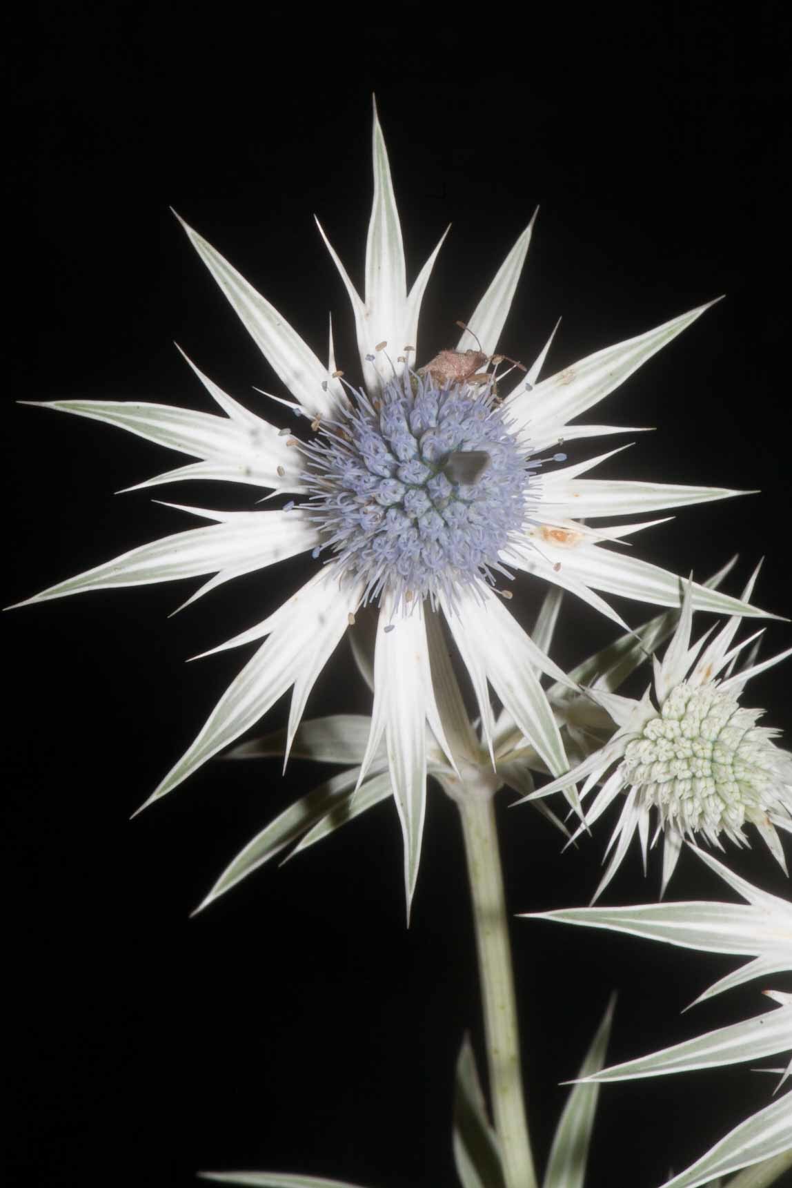 Eryngium heterophyllum
