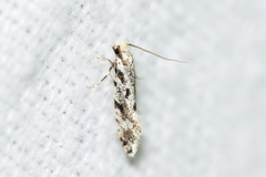Nemapogon granella