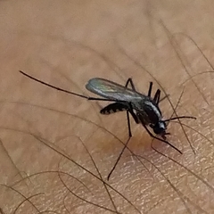 Aedes atlanticus