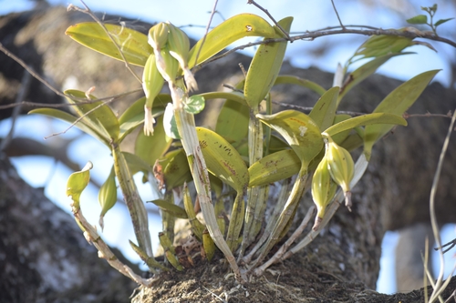 Image of Guarianthe aurantiaca by (c) Alberto Alcalá, some rights reserved (CC BY)