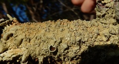 Flavoparmelia rutidota