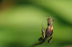 Horistus orientalis