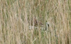 Calcarius ornatus