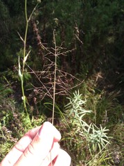 Dichanthelium acuminatum