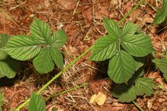 Rubus tuberculatus