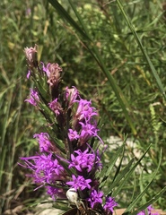 Misumenoides formosipes