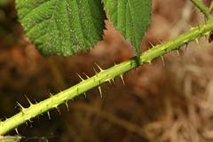 Rubus tuberculatus