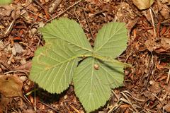 Rubus tuberculatus