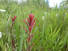 Castilleja purpurascens