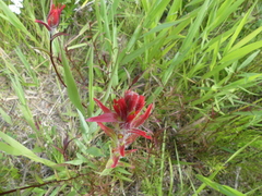 Castilleja purpurascens