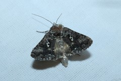 Syngrapha alias