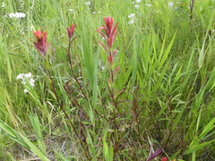Castilleja purpurascens
