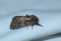 Notodonta scitipennis
