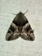 Catocala fulminea