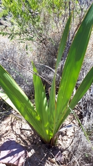 Watsonia vanderspuyae