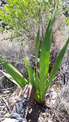Watsonia vanderspuyae