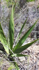 Watsonia vanderspuyae