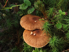Cortinarius pholideus