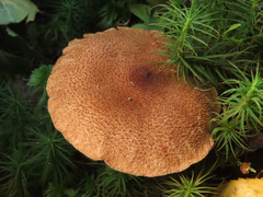 Cortinarius pholideus