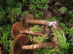 Cortinarius pholideus