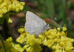 Satyrium semiluna