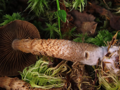 Cortinarius pholideus