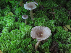 Lactarius vietus