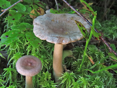 Lactarius vietus