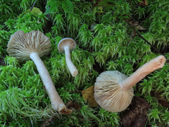 Lactarius vietus