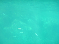 Trachinotus ovatus