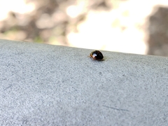 Exochomus marginipennis