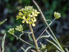 Erysimum crepidifolium