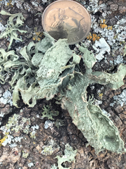 Ramalina subleptocarpha