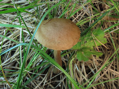 Leccinum leucophaeum