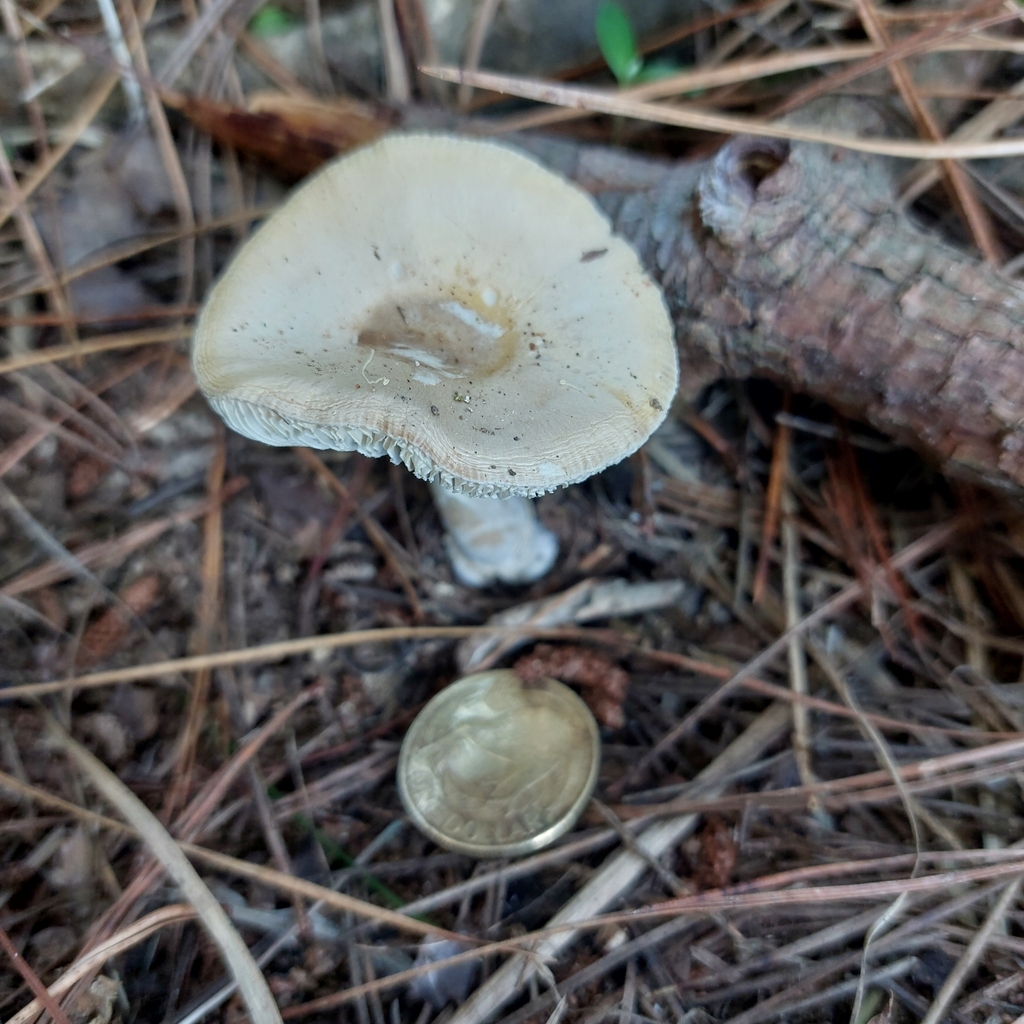 Amanita junquillea · April 2025 · photo: © nigel_charman (iNaturalist, cc-by-nc)
