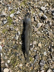 Catostomidae