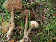 Leccinum leucophaeum