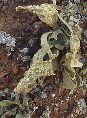 Ramalina subleptocarpha