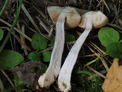 Leccinum leucophaeum