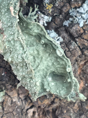 Ramalina subleptocarpha