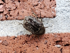 Euphoria sepulcralis