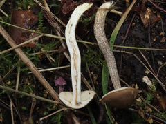 Leccinum leucophaeum