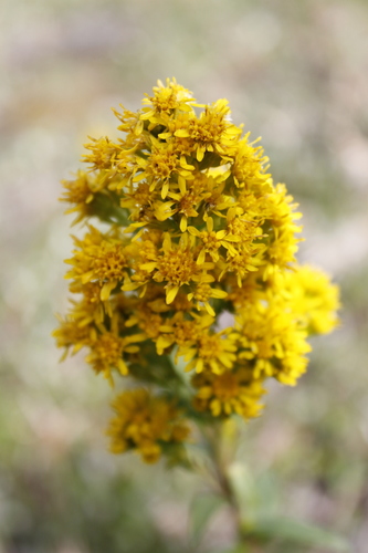 Photograph of Solidago subg. Pleiactila