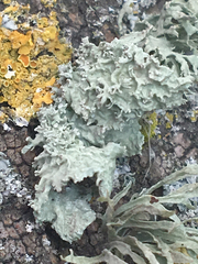 Ramalina subleptocarpha