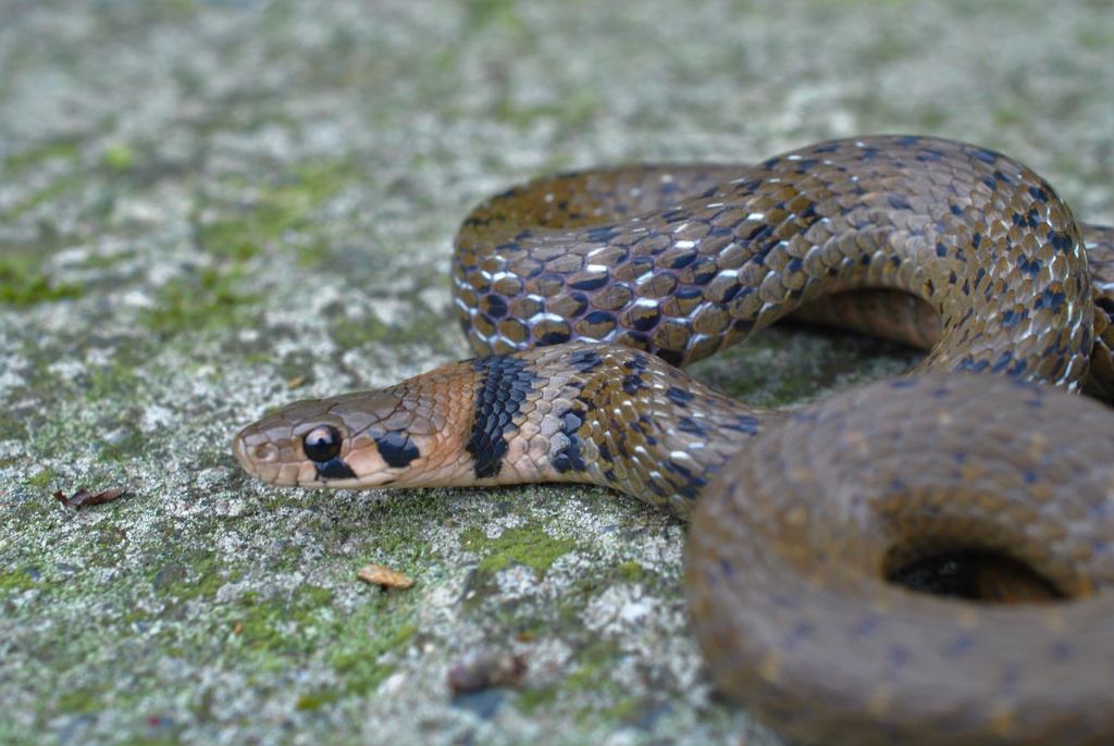 Taiwan Keelback