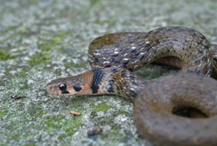 Taiwan Keelback photo 1